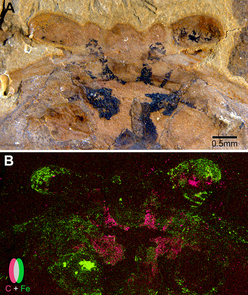 A: Under a light microscope, the above fossil shows traces of preserved neural tissues in black. B: An elemental scan of this fossil uncovered that carbon (in pink) and iron (in green) do not overlap in the preserved neural tissue. (Images courtesy of Strausfeld et al. and Current Biology) A: Under a light microscope, the above fossil shows traces of preserved neural tissues in black. B: An elemental scan of this fossil uncovered that carbon (in pink) and iron (in green) do not overlap in the preserved neural tissue. (Images courtesy of Strausfeld et al. and Current Biology)